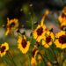 cosmos flower garden