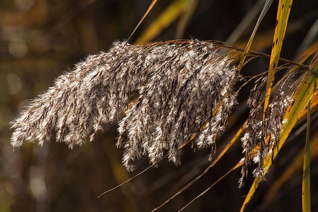 A cosmos plant with long, thin, weak stems and sparse foliage, indicating leggy growth.