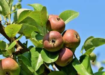 crab apple tree fruit