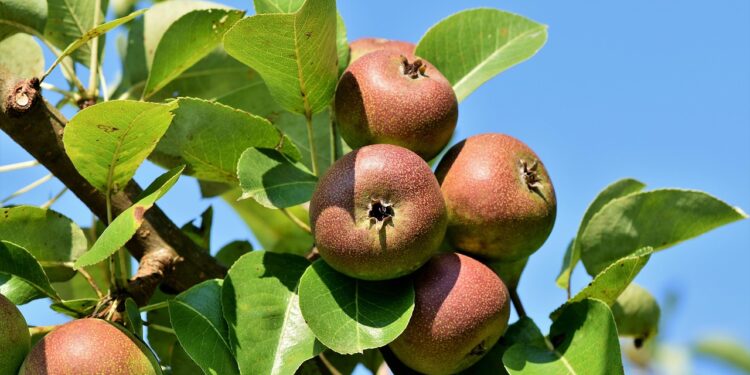 crab apple tree fruit