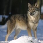 edgy wolf cut