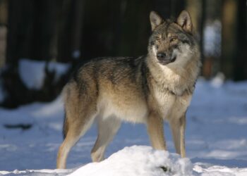 edgy wolf cut