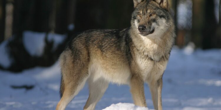 edgy wolf cut