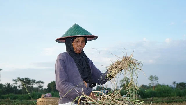 A farmer wearing a conical hat working with harvested crops
