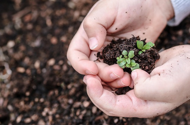 A gardener carefully spacing small scabiosa plants in a raised garden bed