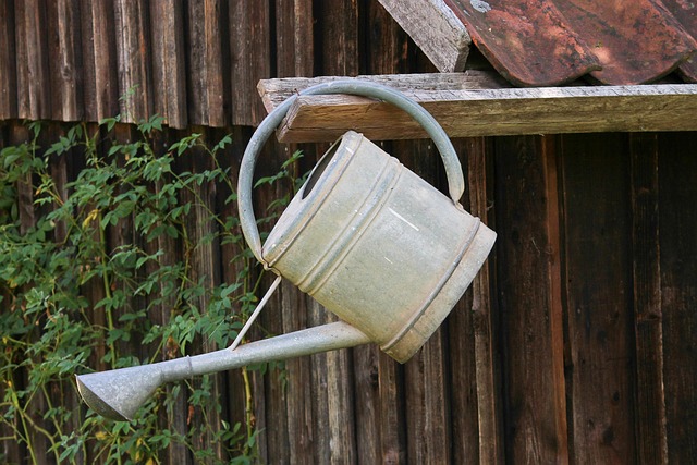 Gardener using a watering can to fertilize a potted gerber daisy plant