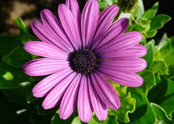 healthy gerber daisy plant