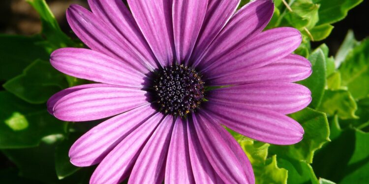 healthy gerber daisy plant