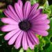 healthy gerber daisy plant