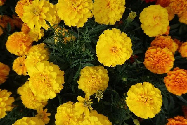 Vibrant yellow and orange marigold flowers in full bloom