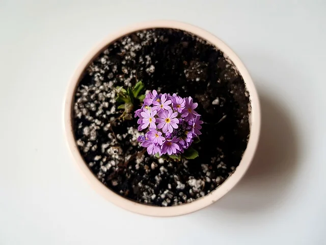 Top-down view of small purple flowers in a potted container