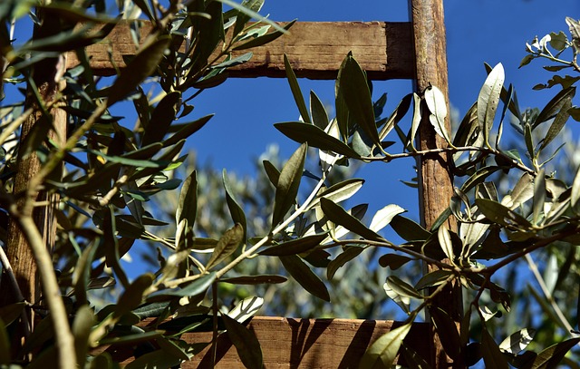 Jars of Palestinian olive oil and dates