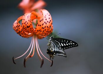 lily of the valley flower spray