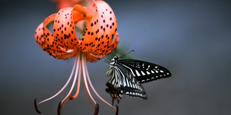 lily of the valley flower spray