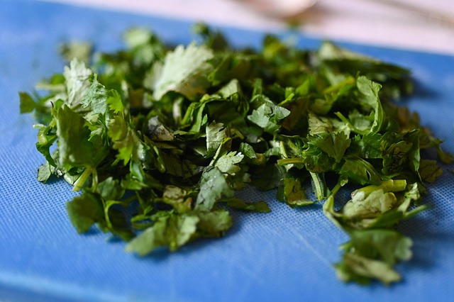 A mature cilantro plant in a garden bed, showing its broad, serrated leaves