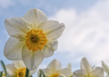 Paperwhites: Your Guide to Effortless Winter Blooms