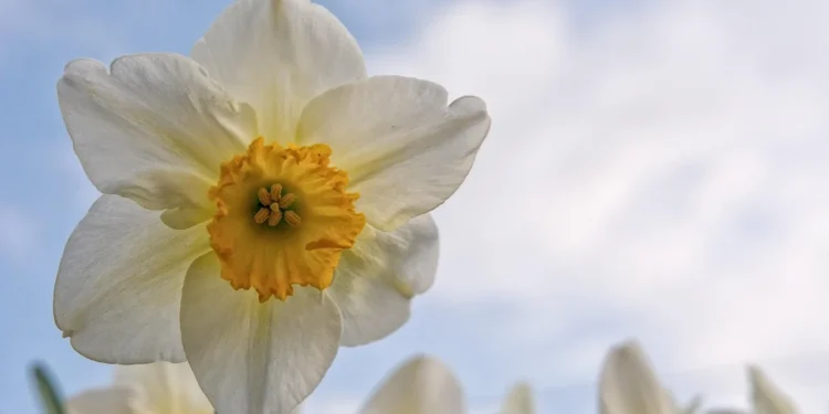 Paperwhites: Your Guide to Effortless Winter Blooms