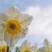 Paperwhites: Your Guide to Effortless Winter Blooms
