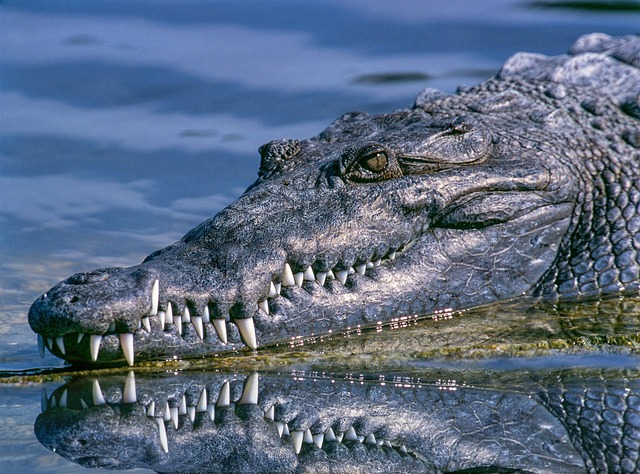 Person applying teeth whitening strips at home
