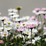 pink flower garden