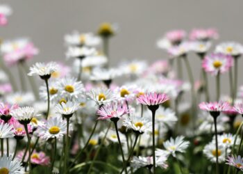pink flower garden