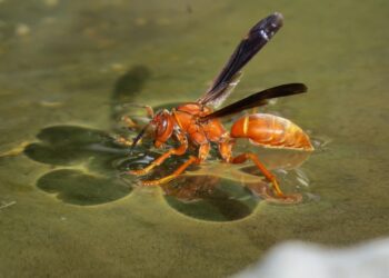 red wasp insect