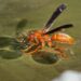red wasp insect