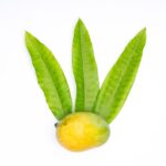 ripe mango heren fruit