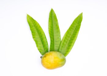 ripe mango heren fruit