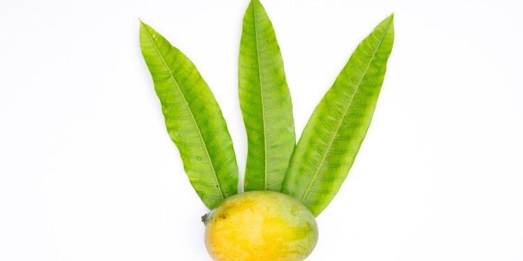ripe mango heren fruit
