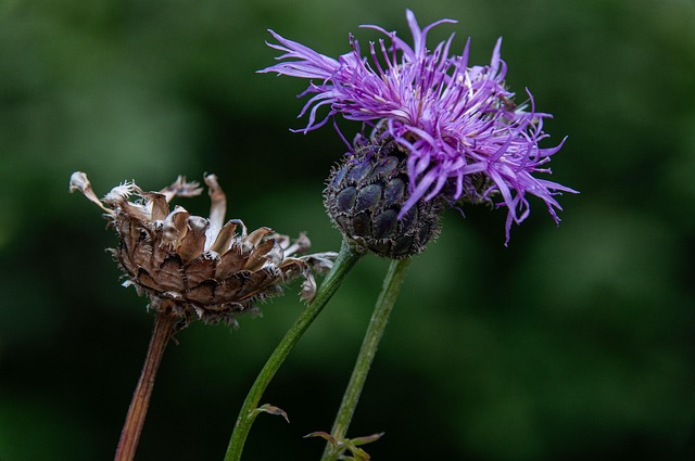 Scabiosa plants with powdery mildew on their leaves
