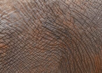 skin texture hyperpigmentation