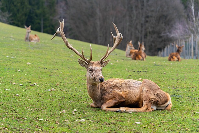 Split image showing a natural doe eye on the left and the same eye enhanced with makeup on the right