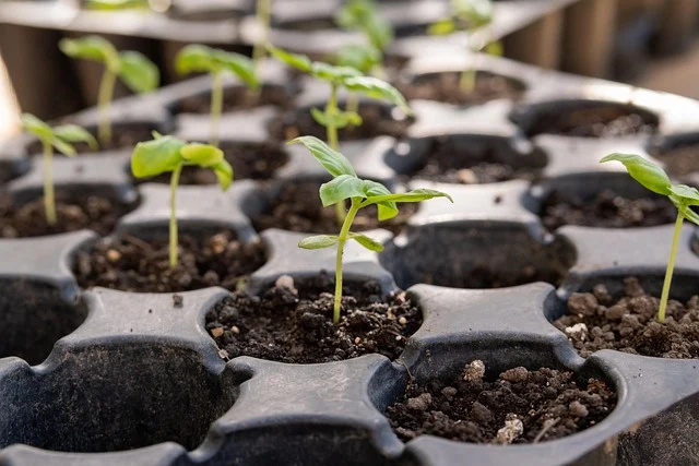 Young plant seedlings growing in a plastic seed tray