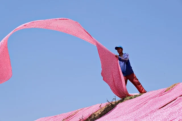 A worker laying out long pink dyed fabric under a clear sky