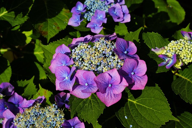 Variegated foliage of Hydrangea 'Miranda'