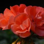 vibrant annual flower garden
