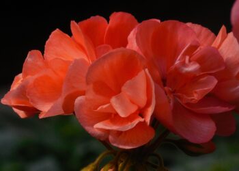 vibrant annual flower garden