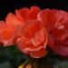 vibrant annual flower garden