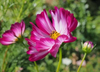 Vibrant annual garden