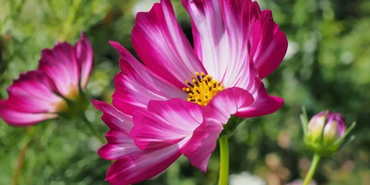 Vibrant annual garden