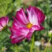 Vibrant annual garden