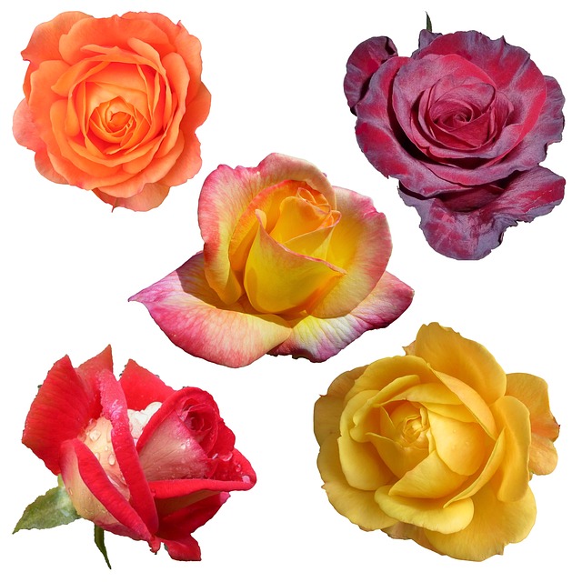 A vibrant collage showcasing the traditional birth flower for each month of the year. (birth flowers by month)