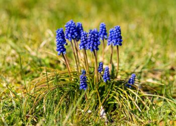 vibrant hyacinth flower cluster