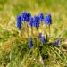 vibrant hyacinth flower cluster