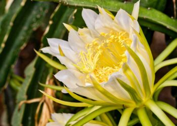 vibrant pitaya fruit