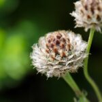 vibrant scabiosa flowers
