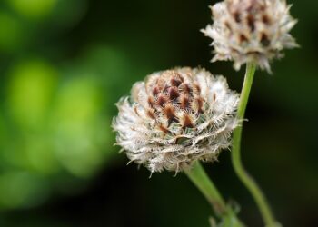 vibrant scabiosa flowers