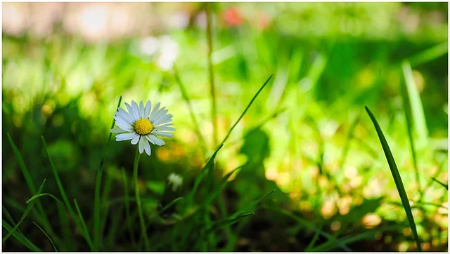 A single small white daisy flower blooming in a grassy field