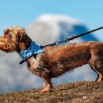 bandana styling examples